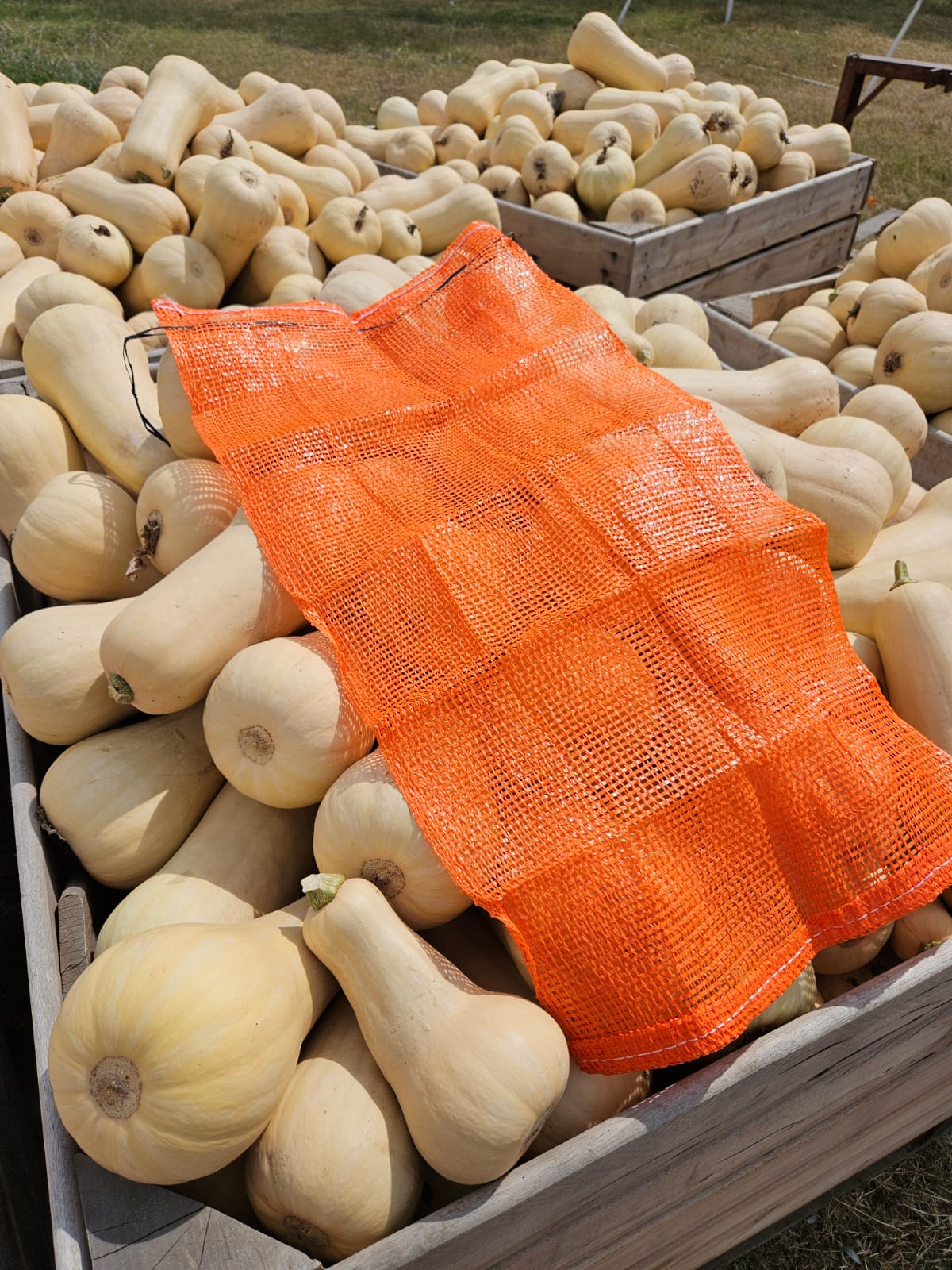 Bolsa para calabazin con cinta negra