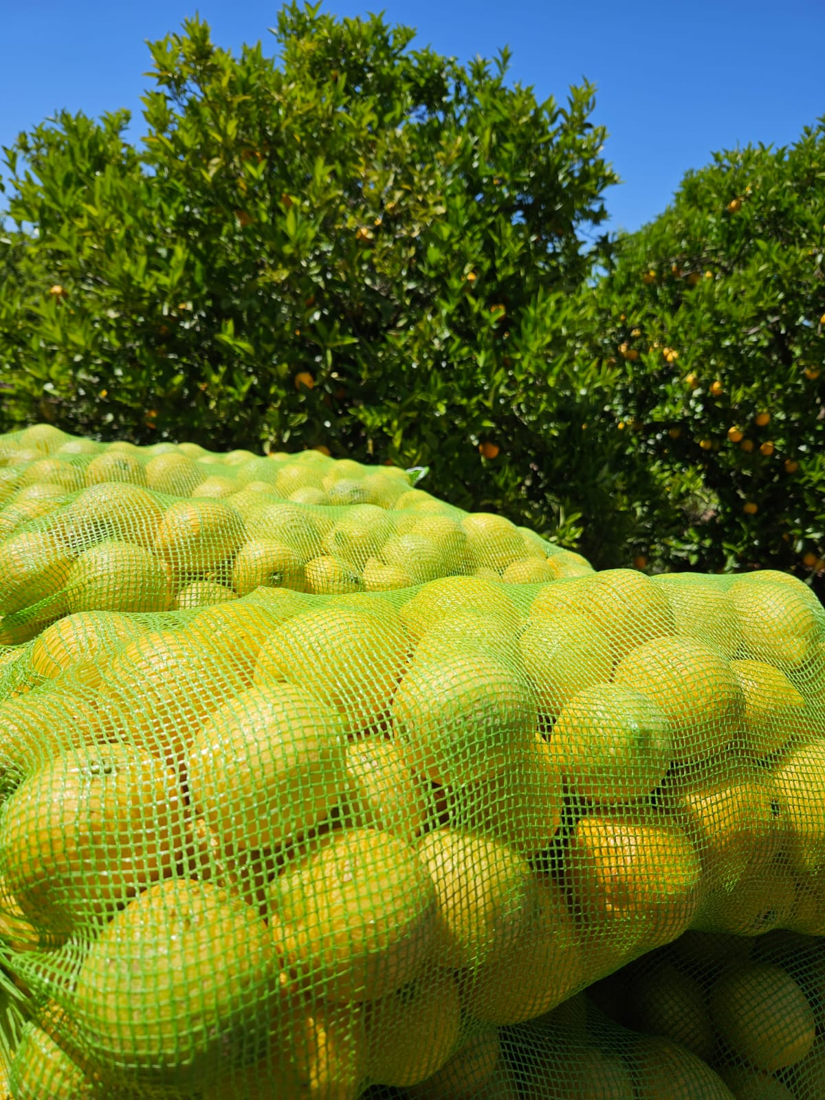 Bolsa verde claro para limón