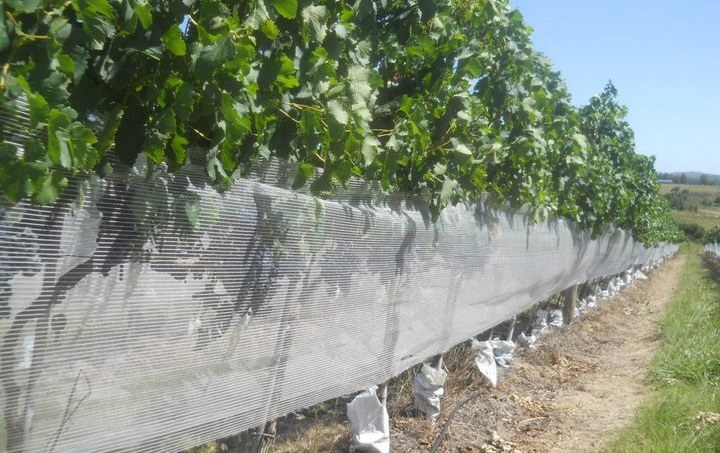 Malla anti-pajaro 2mts. x 150mts.