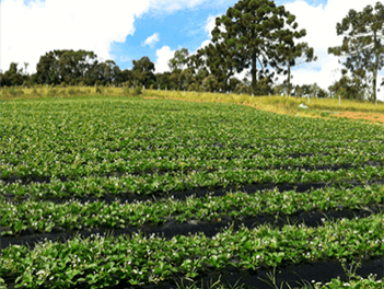 Mulch negro 1.40x500m.x 25 mic.